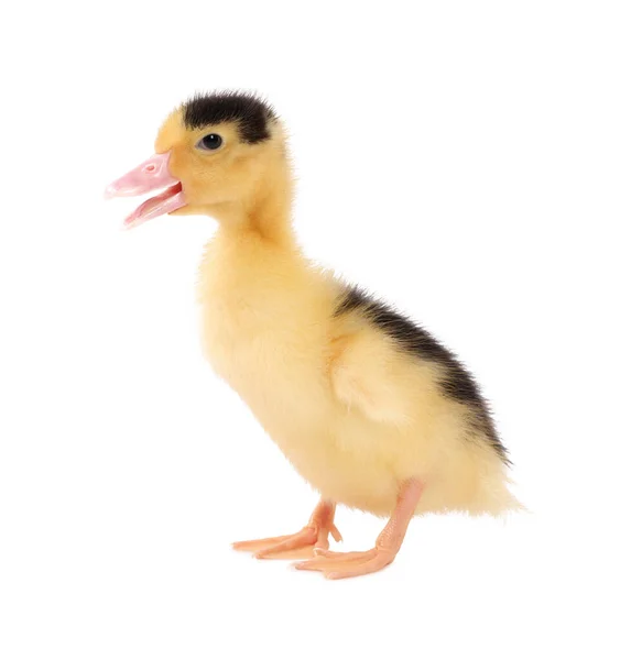 Baby Animal Cute Fluffy Duckling White Background — Stock Photo, Image
