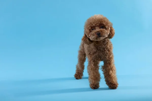 stock image Cute Maltipoo dog on light blue background, space for text. Lovely pet