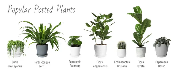Σετ Από Πολλά Διαφορετικά Δημοφιλή Φυτά Γλάστρα Ονόματα Λευκό Φόντο — Φωτογραφία Αρχείου