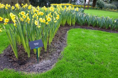 Parkta yetişen güzel sarı nergis çiçekleri