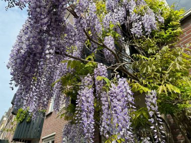 Güzel çiçek açan Wisteria Sarmaşığı olan bir bina, düşük açılı bir manzara.