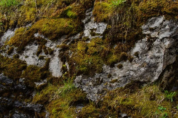 Skála Zarostlá Zeleným Mechem Lese Detailní Záběr — Stock fotografie