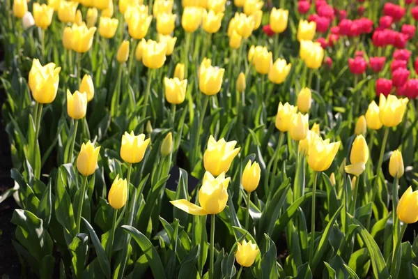 Mooie Tulp Bloemen Groeien Buiten Zonnige Dag Close — Stockfoto