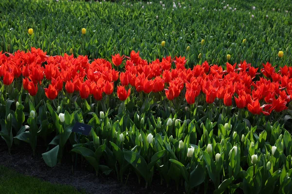 Lindas Flores Tulipa Crescendo Livre Dia Ensolarado — Fotografia de Stock
