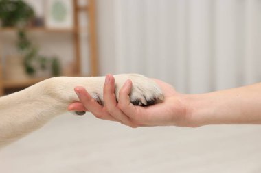 Evdeki adama patisini uzatan köpek, yakın plan.