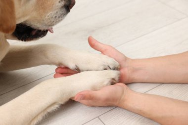 Evdeki adama pençelerini uzatan köpek, yakın plan.
