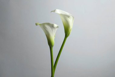 Beyaz arka planda güzel zambak çiçekleri
