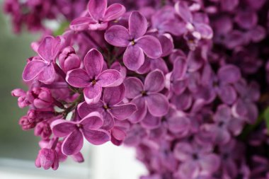 Closeup view of beautiful lilac flowers on blurred background