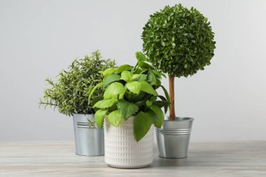 Tahta masadaki saksılarda, açık gri arka planda birçok farklı yapay bitki var.