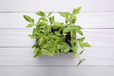 Plastik kabın içinde büyüyen tohumlar, beyaz ahşap arka planda toprak, üst manzara. Bahçe sezonu