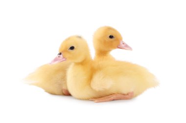 Yavru hayvanlar. Beyaz arka planda sevimli tüylü ördek yavruları