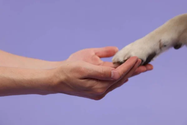Σκύλος Δίνει Χέρι Στον Άνθρωπο Μωβ Φόντο Closeup — Φωτογραφία Αρχείου