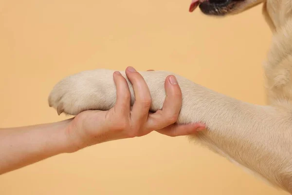 Σκύλος Δίνει Πόδι Στον Άνθρωπο Μπεζ Φόντο Closeup — Φωτογραφία Αρχείου