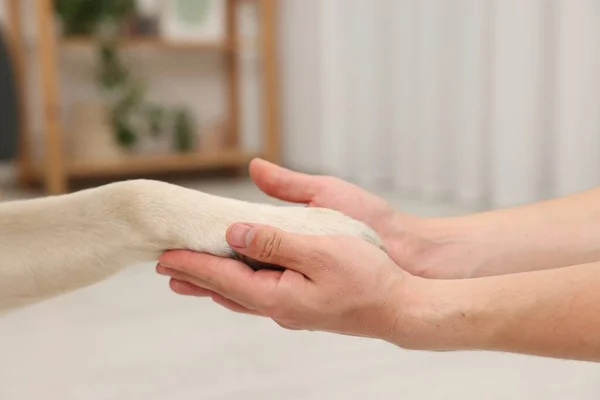 Dog Giving Paw Man Home Closeup — Stock Photo, Image