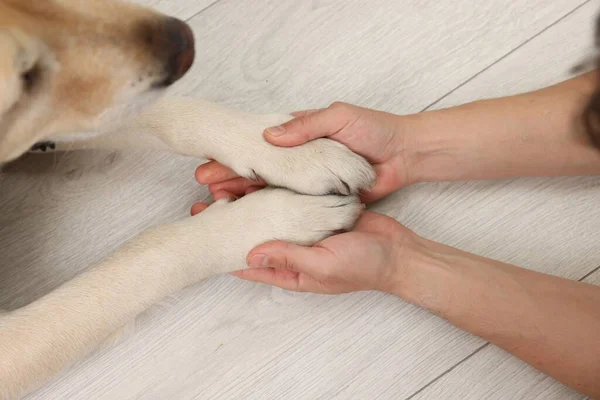 Σκύλος Δίνει Πόδια Στον Άνθρωπο Στο Σπίτι Closeup — Φωτογραφία Αρχείου