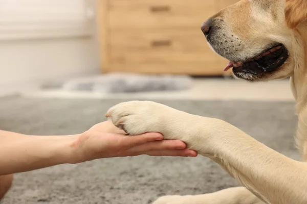 犬は家で男に手を差し伸べる — ストック写真