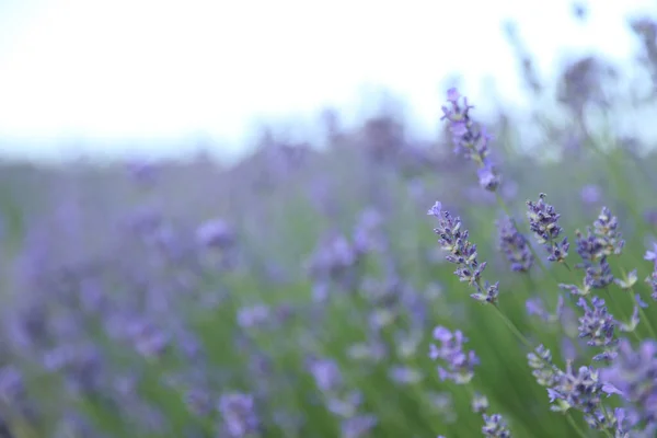 Vackert Blommande Lavendelfält Sommardagen Närbild — Stockfoto