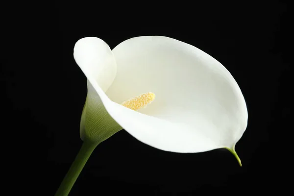 Красивый Калла Лилия Цветок Черном Фоне Крупным Планом — стоковое фото