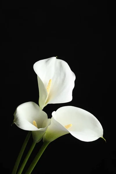 Belles Fleurs Lys Calla Sur Fond Noir — Photo