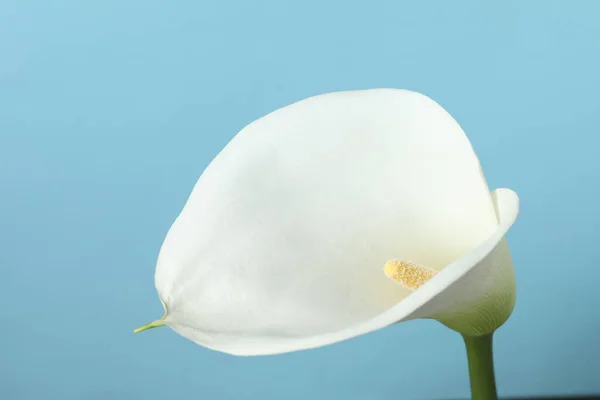 Жизнерадостный Цветок Светло Голубом Фоне — стоковое фото