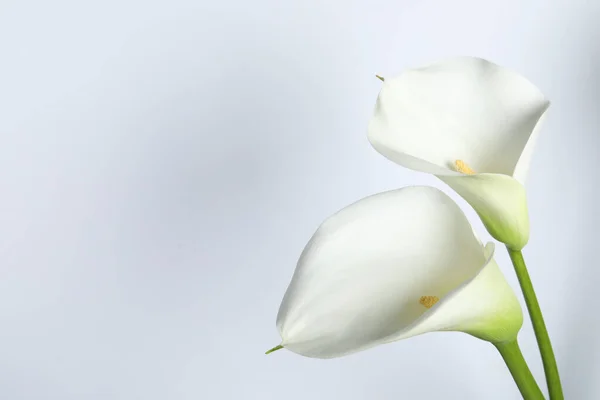 Schöne Calla Lilie Blumen Auf Weißem Hintergrund Raum Für Text — Stockfoto