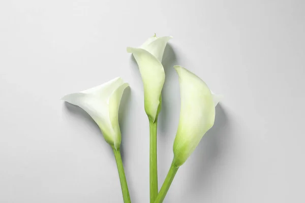 Жизнерадостные Цветы Белом Фоне Плоская Кладка — стоковое фото
