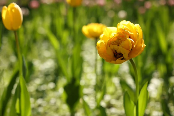 Красивые Желтые Тюльпаны Растут Открытом Воздухе Солнечный День Крупным Планом — стоковое фото
