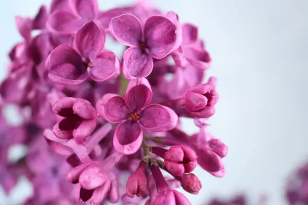 Closeup Άποψη Των Όμορφων Λιλά Λουλούδια Στο Φως Φόντο — Φωτογραφία Αρχείου