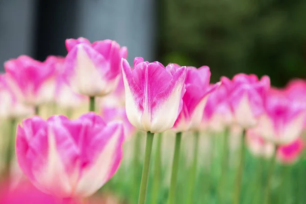 Belles Fleurs Tulipes Roses Poussant Dans Champ Mise Point Sélective — Photo