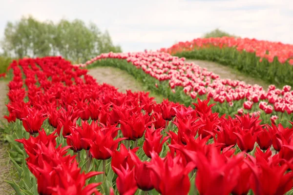 Vackra Röda Tulpanblommor Växer Fält — Stockfoto
