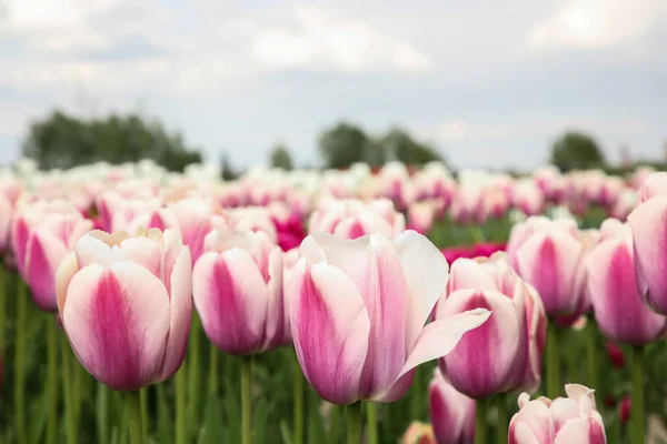 Belles Fleurs Tulipes Colorées Poussant Dans Champ — Photo
