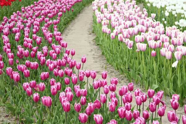 Hermosas Flores Tulipán Colores Creciendo Campo —  Fotos de Stock