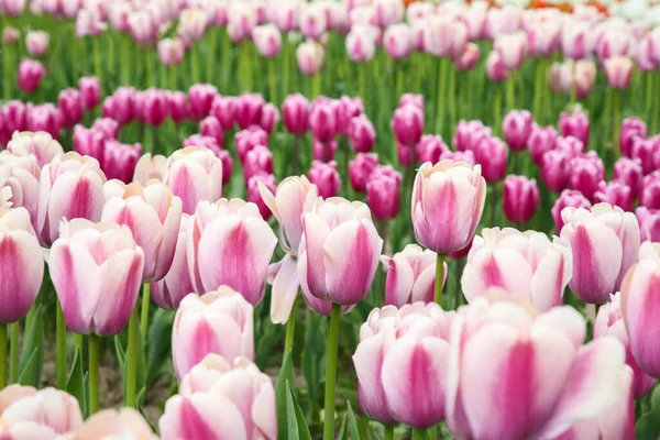 Belles Fleurs Tulipes Colorées Poussant Dans Champ — Photo