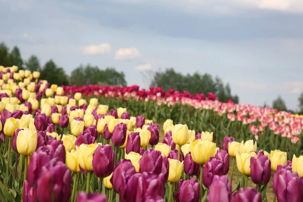 Lindas Flores Tulipa Coloridas Crescendo Campo — Fotografia de Stock