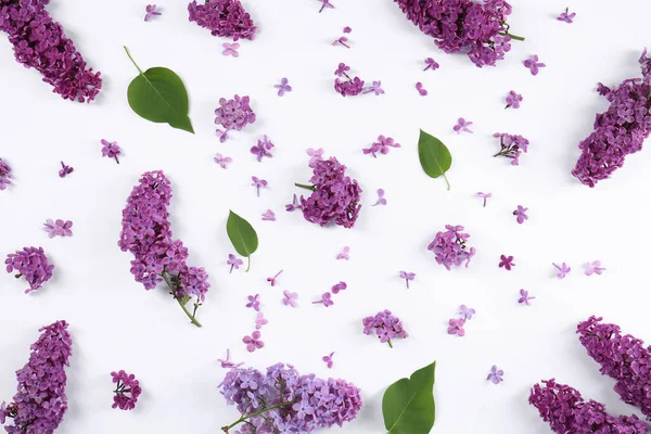 白い背景に美しいライラックの花とフラットレイアウト組成 — ストック写真