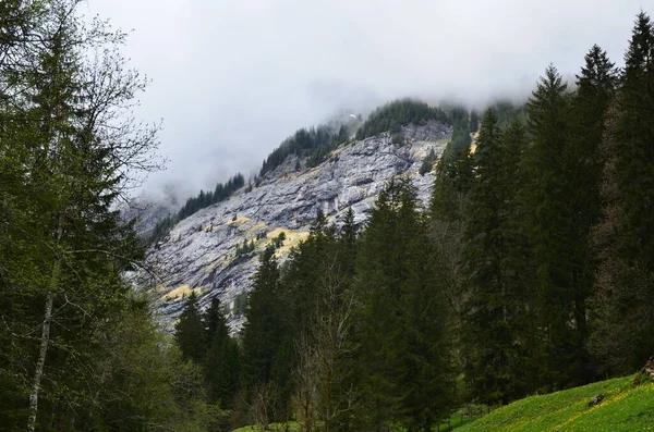 霧に覆われた山の針葉樹林の絵のような景色 — ストック写真