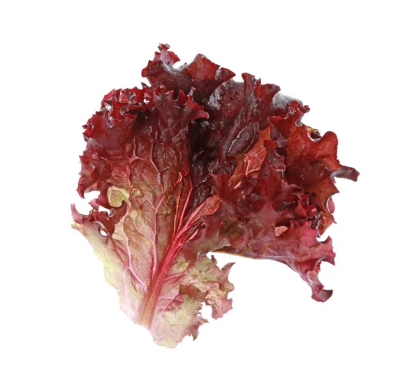 Foglia Lattuga Fresca Corallo Rosso Isolata Bianco — Foto Stock