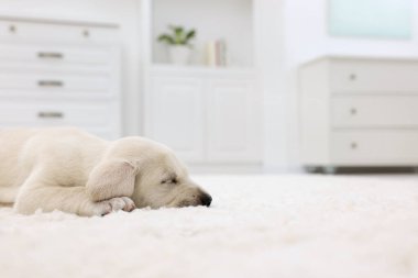 Evdeki beyaz halıya uzanmış şirin bir köpek yavrusu. Yakından. Metin için boşluk