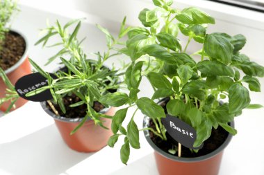 Pencere pervazında farklı taze otlar, yakın plan.