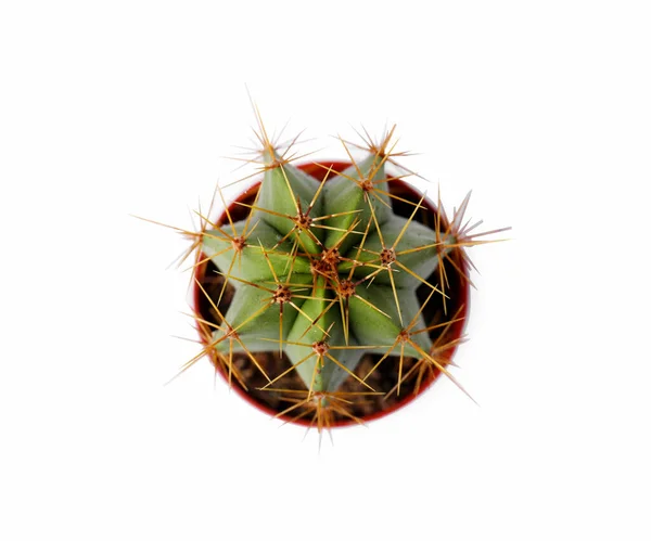 Schöner Grüner Kaktus Topf Isoliert Auf Weiß Ansicht Von Oben — Stockfoto