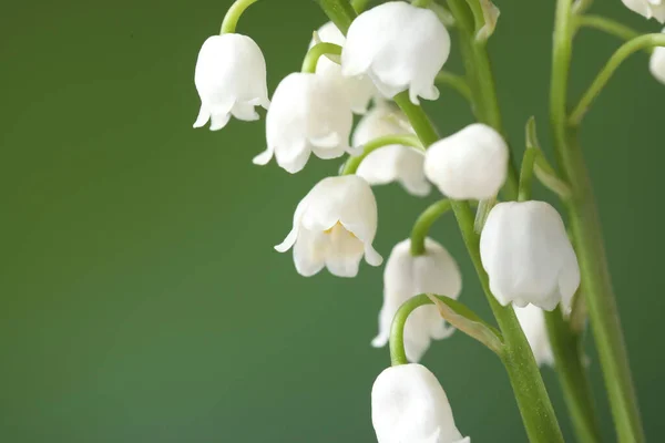 stock image Beautiful lily of the valley flowers on blurred green background, closeup. Space for text