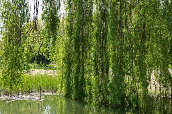 Красивая Ива Зелеными Листьями Растет Возле Озера Солнечный День — стоковое фото