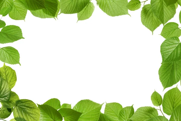 Rahmen Aus Schönen Lebendigen Grünen Blättern Auf Weißem Hintergrund — Stockfoto