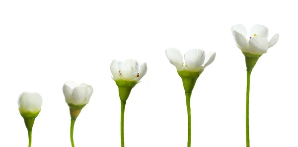Etapy Kwitnienia Pięknego Woskowca Białym Tle — Zdjęcie stockowe