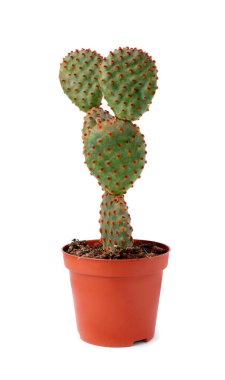 Beyaz arka planda tencerede güzel yeşil Opuntia kaktüsü