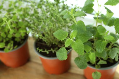 Pencere pervazında farklı taze otlar, yakın plan.