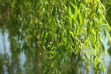 Güneşli bir günde, açık havada yeşil yaprakları olan güzel söğüt ağacı, yakın plan. Metin için boşluk