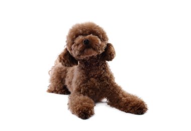 Beyaz arka planda sevimli bir Maltipoo köpeği. Sevimli hayvan