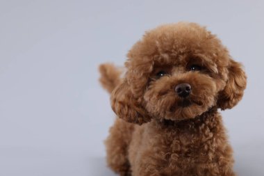 Açık gri arka planda sevimli Maltipoo köpeği, mesaj için yer var. Sevimli hayvan