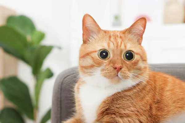 Смешное Животное Симпатичная Удивленная Кошка Большими Глазами Дома Место Текста — стоковое фото